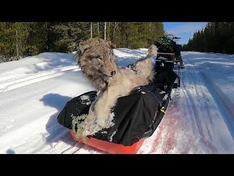 Wolves Everywhere They Need To Be Trapped and Controlled Wolf Trapping in BC