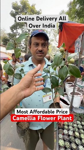 FINALLY! 📦 Camellia Plant with Online Delivery (Affordable Price Revealed!) #shorts