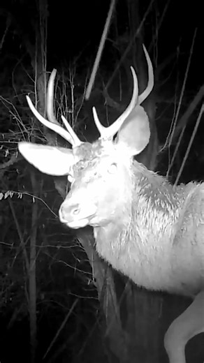 Cervus elaphus ♂️ - Eastern Italian Alps