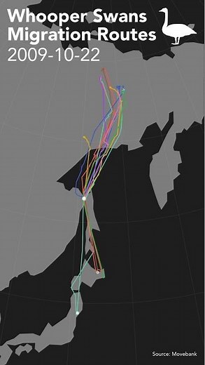 Whooper Swans Migration Routes