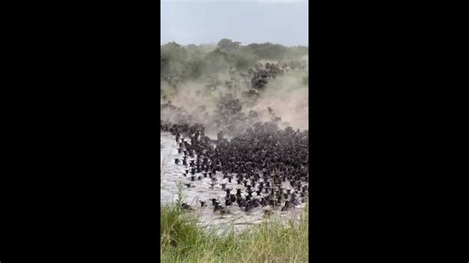 Wildebeest and zebras cross river in dramatic Great Migration scene in Arusha, Tanzania