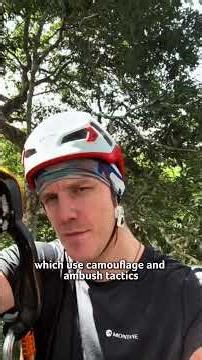 Learning about predators during the macaw breeding season - MacawCam Episode 4