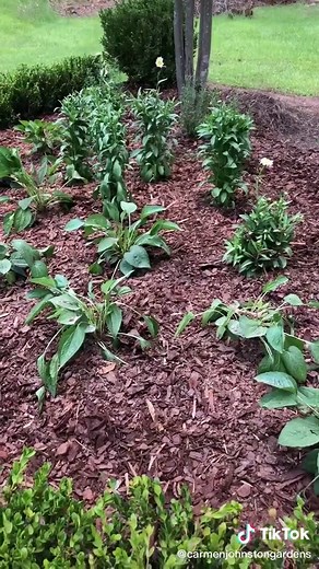 4 Plants That Deer Don't Like