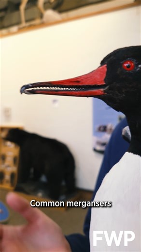 On the 9th day of Bird-mas, we’re celebrating the Common Merganser! These striking ducks have serrations along their beaks, helping them grip and hold slippery fish. This is a perfect adaptation for life in rivers, lakes, and wetlands. You can help protect the waters and wetlands Common Mergansers depend on! By purchasing a Migratory Bird Stamp, you directly support wetland conservation and habitat protection for migratory birds across North America. Purchase one here: https://wl.donorperfect.ne