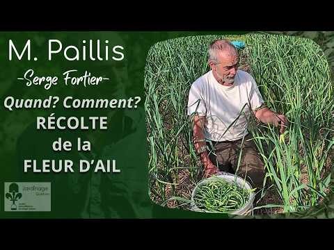 WHEN AND HOW TO HARVEST GARLIC FLOWERS TO MAXIMIZE YOUR HARVEST
