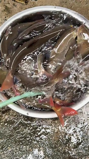 Expert Tips for Successful Net Fishing Techniques