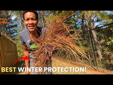 The Secret to Keeping Plants Alive in Harsh Winters: Winter Protection for Plants + When to Mulch