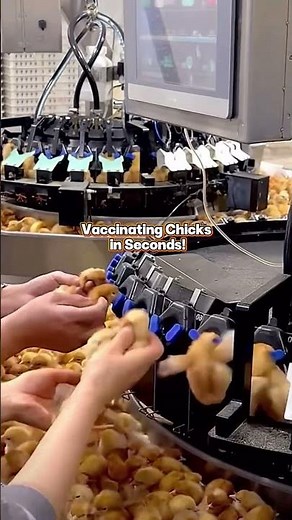 This Machine Vaccinates Thousands of Chicks Daily