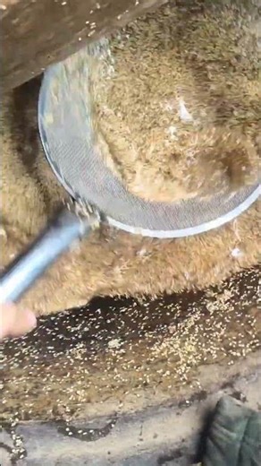 Washing sesame seeds in preparation for oil extraction