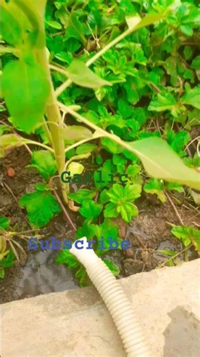 Baby Sunflower care and tips #plant #flower #sunflower #pleasesubscribe