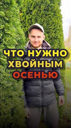 Fertilizing and treating conifers in autumn