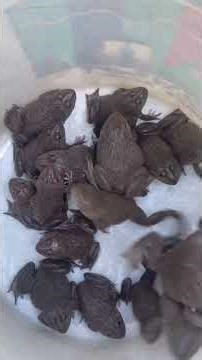 #frogs 🐸 #animal #nature #wildlife