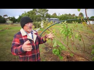 Tips on pruning apricot trees