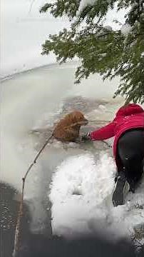 Family Rescues Dog Stuck in Frozen Quebec Lake