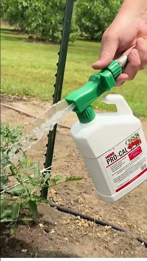 Stop blossom end rot before it starts! Give your tomatoes Pro-Cal at the right time.