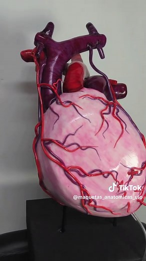 Maqueta del Pericardio: Protección del Corazón