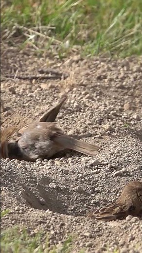 Wellington Bird Digs Deep! 🐦💨 #shorts