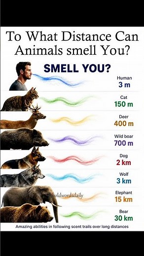 Discover how far different animals can smell and detect humans 👃🐾🤯