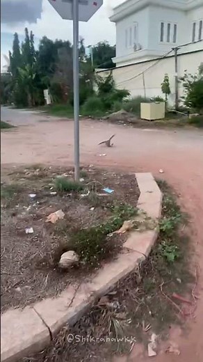 Crested Goshawk Hunts and Catches Prey | Incredible Predator Action
