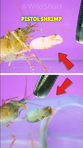 It Shoots Bubbles That Burn Underwater🔫 | The Pistol Shrimp🦐