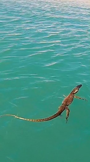 Rare Goanna Spotted Swimming in Australia