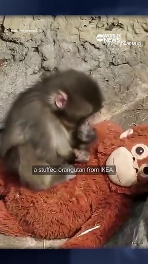 Punch, the seven-month-old macaque monkey who captured the hearts of millions across the world, has made friends at his zoo. He first found comfort in a stuffed orangutan after he was abandoned at birth and later shunned by other monkeys. David Muir reports. #worldnewstonight #monkey #zoo
