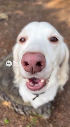 🤣🤣🤣 dogs funny #funny