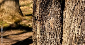 Golden and Ruby crowned Kinglets. In the spring, woodpeckers make holes in a tree from which sweet sap flows. Other birds also fly to these places, drinking this sweet sap.