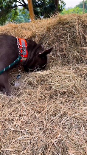 Inner K9, LLC on Instagram: "Barn Hunt channels natural instincts into focus, confidence, & teamwork. No constant “no’s.” Just problem-solving, drive, & purpose. Some dogs don’t need to be shut down, they need an outlet. #dogsofinstagram #barnhunt #southflorida #westpalmbeach #explore"