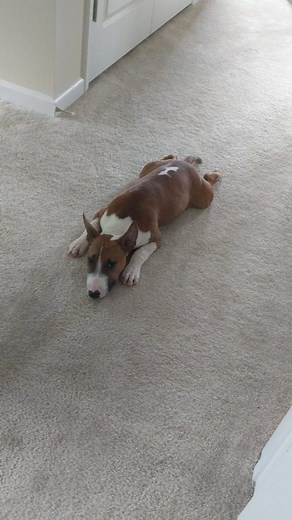Puppy gets zoomies after a bath. Found this old video of Trinity when she was a puppy #puppy #dog #play #funny #fun #bullterrier #zoomies #puppyplay #doglove | Gardening Gays