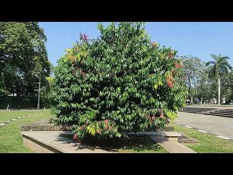 The national tree of Sri Lanka | Ceylon ironwood (Mesua ferrea)