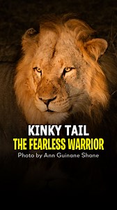 Kinky Tail Lion - The Fearless Warrior of the Mapogo Coalition #lion #mapogo | Lion's Roar