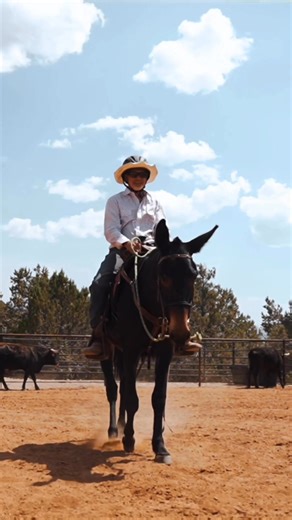 Our full 2025 Colt Starting Clinic Highlight is NOW LIVE on the TS Mules YouTube channel! 🎥 Please share this with your friends who are interested in starting a colt (or just good horsemanship in general). 😊🙌🏼 It showcases 5 amazing colts, and 5 amazing colt starters as they completed our 5 day Colt Starting Clinic at the TS Mules headquarters 😊 Watch the full video at the link below 👇🏼 https://youtu.be/dy1kGDqOKds?si=bkhnVMMUgTYd2Wen #tsmules #horsemanship #mulemanship #coltstarting #hor