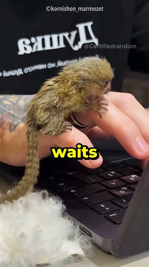 🐒 Man Brought a Finger Monkey Home… It's The CUTEST Thing Ever! 😍🥺