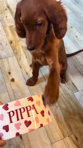 Adorable Puppy Enjoys Her Emma Bridgewater Bowl