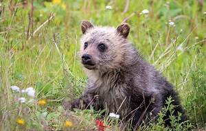 Lake Louise Wildlife Viewing | Ski Louise