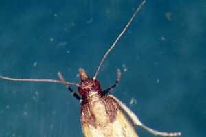 Kitchen moths: Winged invaders in kitchen-land