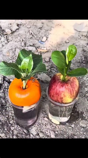 Root & Rise on Instagram: "Japanese fruit growing right in your backyard… sounds unreal, but it’s true #japanesefruit #japanesegarden #homegardenideas #urbangardening #backyardgarden #fruitgardening #organicgarden #growyourownfruit #gardentipsdaily #gardeningathome #homesteadlife #backyardgrowers #plantlovercommunity #greenthumbmoments #gardeninspirations"