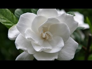 Gardenia Care and Handling