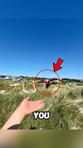 The Rainbow Bird That Can Live 75 Years! 🦜