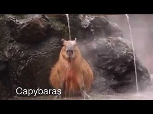 Relaxing with 7 Capybaras - World's Largest Rodent