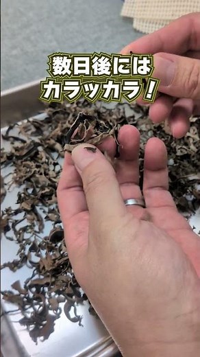 生きくらげを乾燥したらこうなった！#回転くん #きくらげ #干しきくらげ #室内干し #DIY