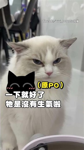 [Airplane ears activated] Ragdoll cat is so mad after ear drops! Droopy ears, so cute and grumpy ...