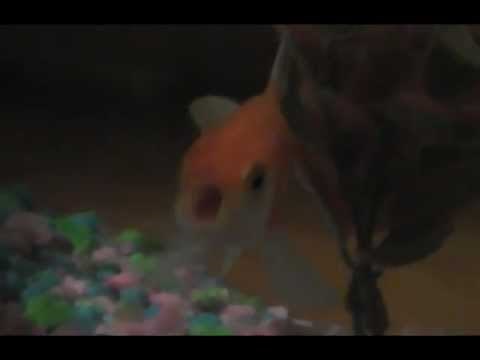 Goldfish Rapping (By James Rodrick)