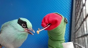 Bird keepers at Jersey Zoo are hand-rearing a Javan green magpie... using a sock puppet! 🐦🧦 After concerns that the parents weren't properly looking after their chick, the keepers decided to intervene and hand-rear this precious youngster to ensure its survival. Find out from Senior Bird Keeper Liz about the somewhat unique way they have been caring for this critically endangered magpie. 🐣 | Jersey Zoo