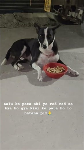 wafadari ka asli matlab in bezubano se seekho♥️🫶#wafa #youtubeshorts #doglove #doglife