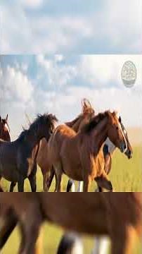 From All Corners of the World: The Most Famous Horse Breeds!