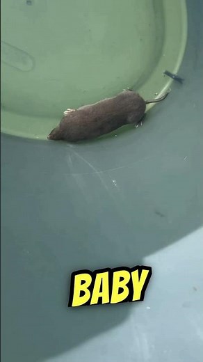 Watch what I do to this Baby Mole!