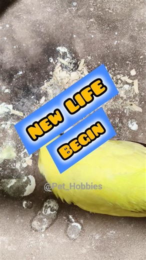 Baby Budgie's Hatching | Budgies Breeding Progress #birds
