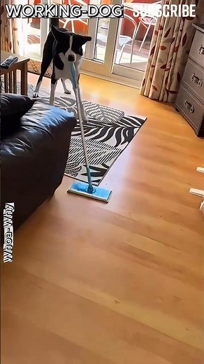 Employee Of The Month? These Dogs! Top 5 Working Pups 😅 #dogs #puppy #dogvideos
